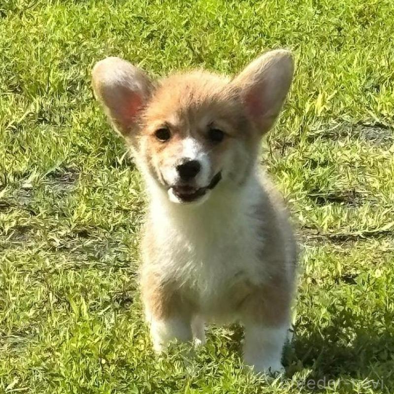 販売中の静岡県のウェルシュコーギーペンブローク-425825