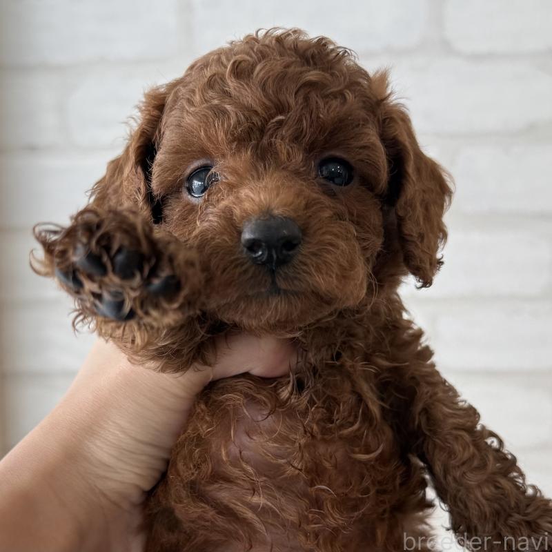 販売中の大阪府のトイプードル-425826の9枚目