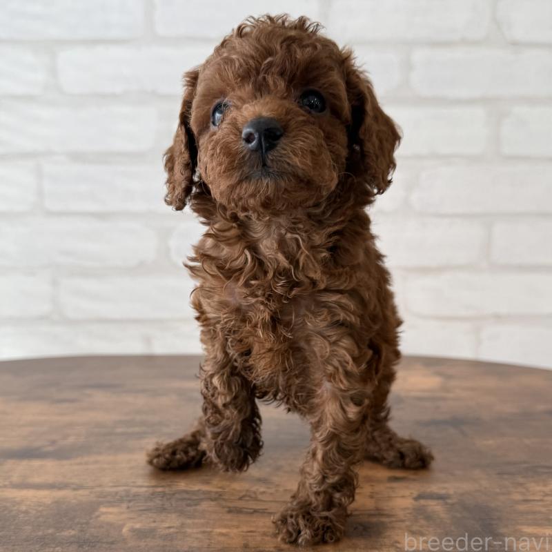 販売中の大阪府のトイプードル-425826の7枚目