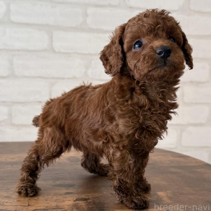 販売中の大阪府のトイプードル-425826の6枚目