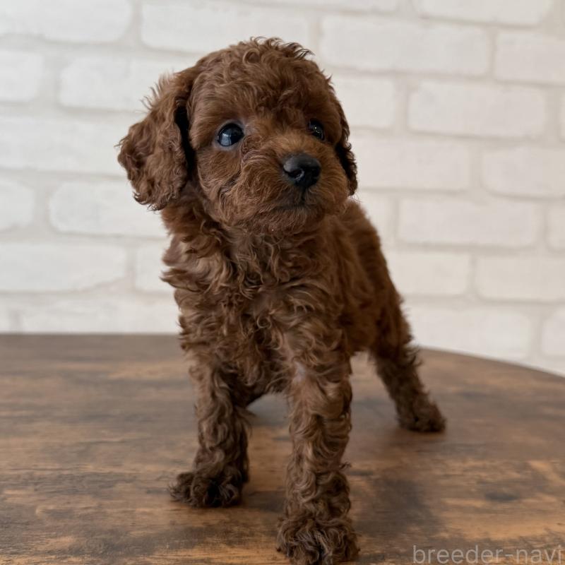 販売中の大阪府のトイプードル-425826の5枚目