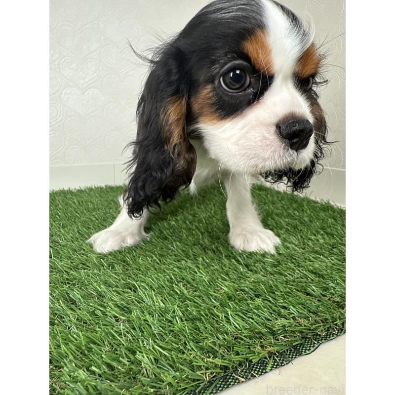 販売中の福岡県のキャバリアキングチャールズスパニエル-420591の3枚目