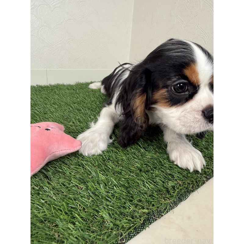 販売中の福岡県のキャバリアキングチャールズスパニエル-420591の2枚目