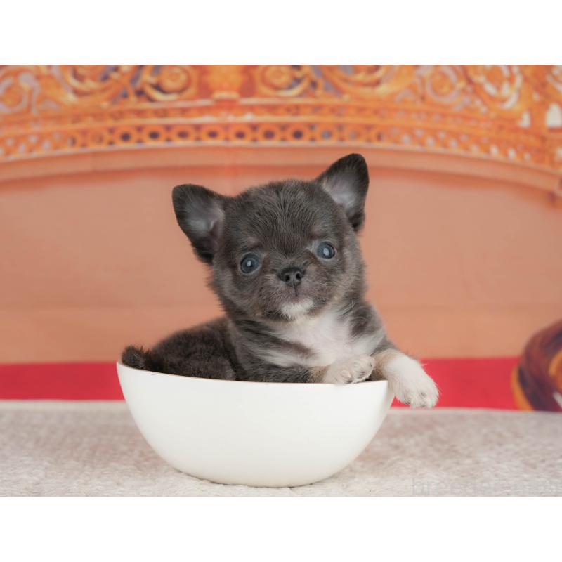 販売中の茨城県のチワワ(ロングコート)-425828の6枚目