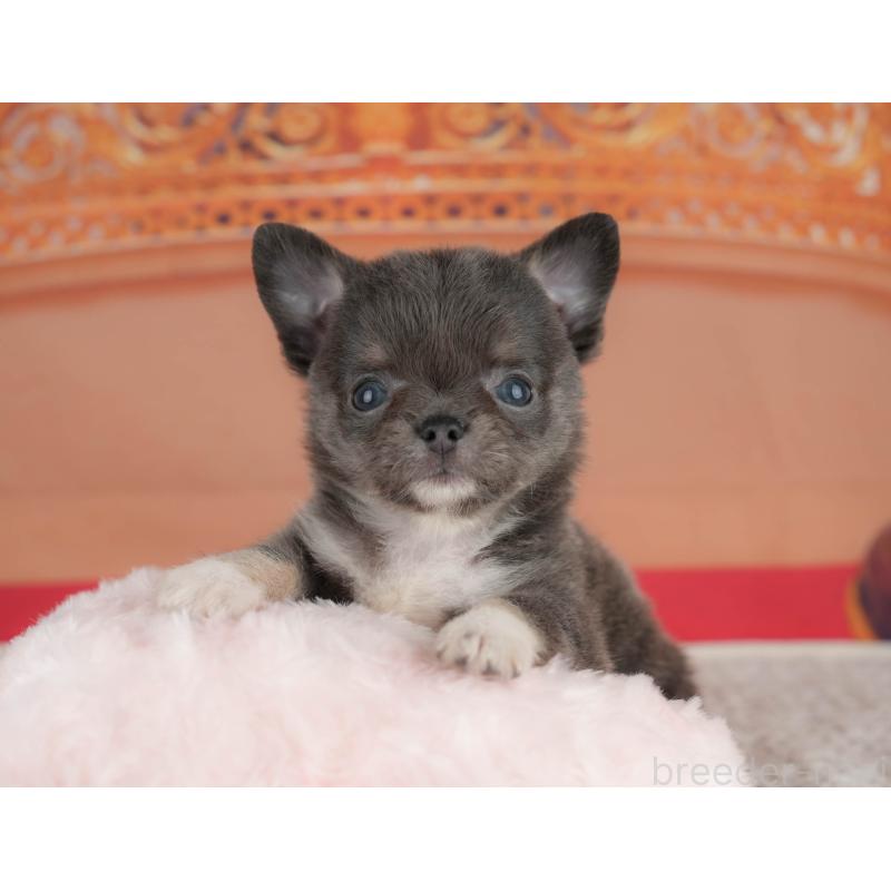 販売中の茨城県のチワワ(ロングコート)-425828の5枚目