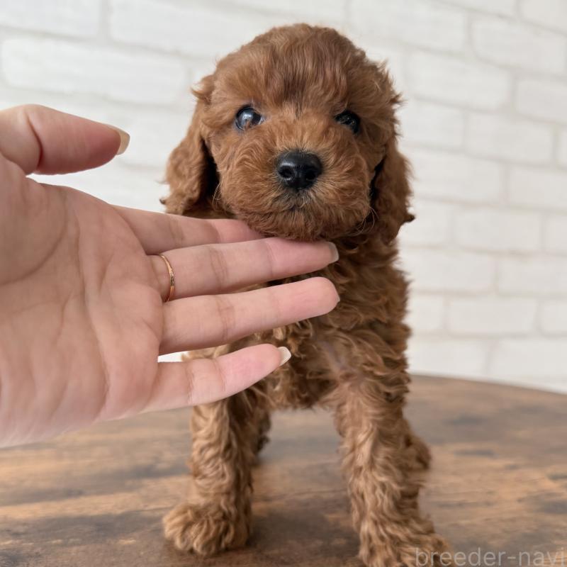 販売中の大阪府のトイプードル-425829の8枚目