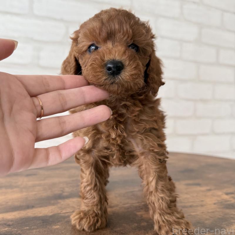 販売中の大阪府のトイプードル-425829の7枚目