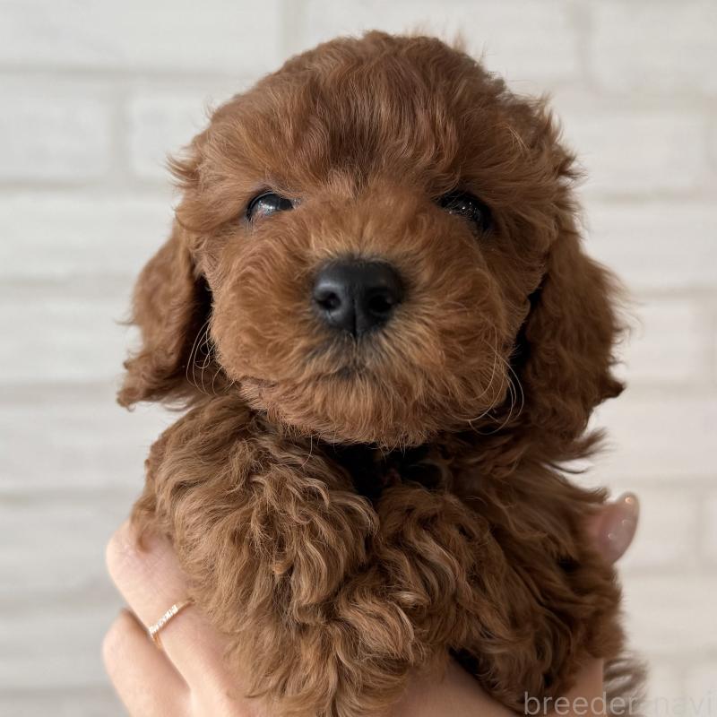 販売中の大阪府のトイプードル-425829の6枚目