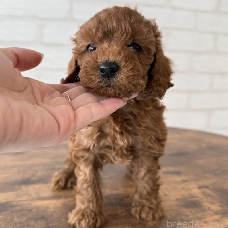 販売中の大阪府のトイプードル-425829の5枚目