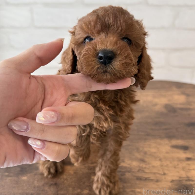 販売中の大阪府のトイプードル-425829の4枚目