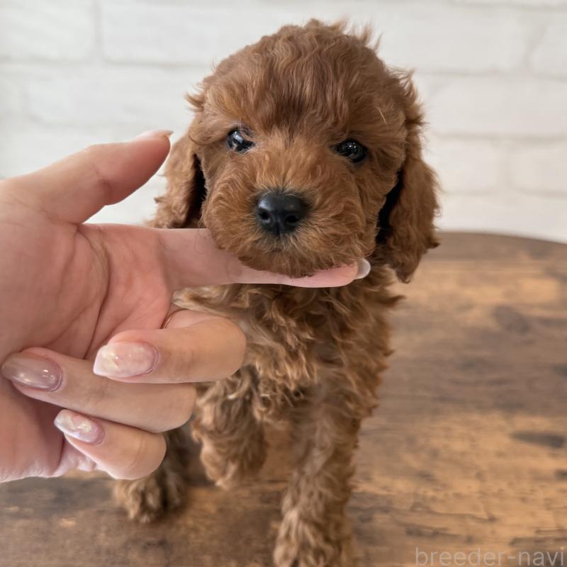 販売中の大阪府のトイプードル-425829