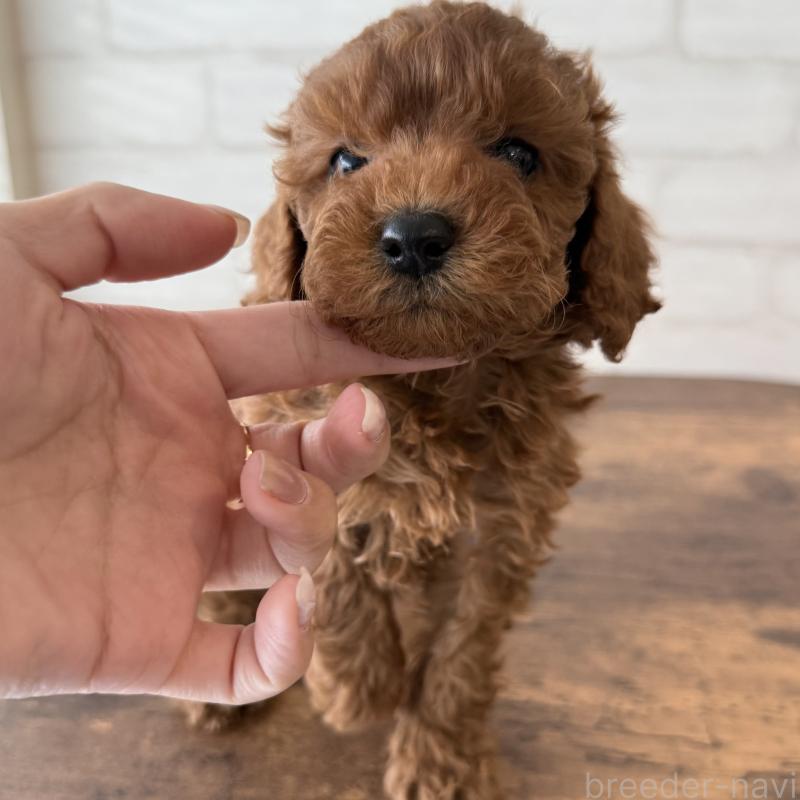 販売中の大阪府のトイプードル-425829の3枚目