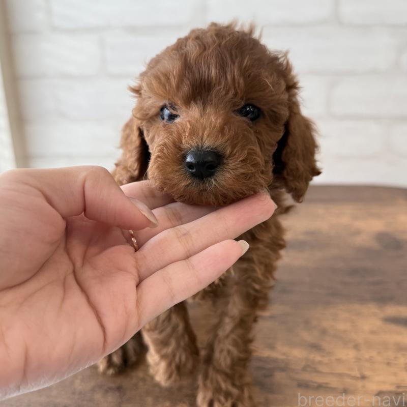 販売中の大阪府のトイプードル-425829の2枚目