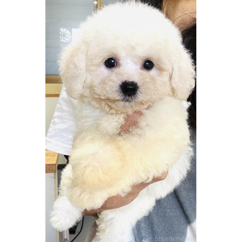 販売中の福井県のビションフリーゼ-418019の2枚目