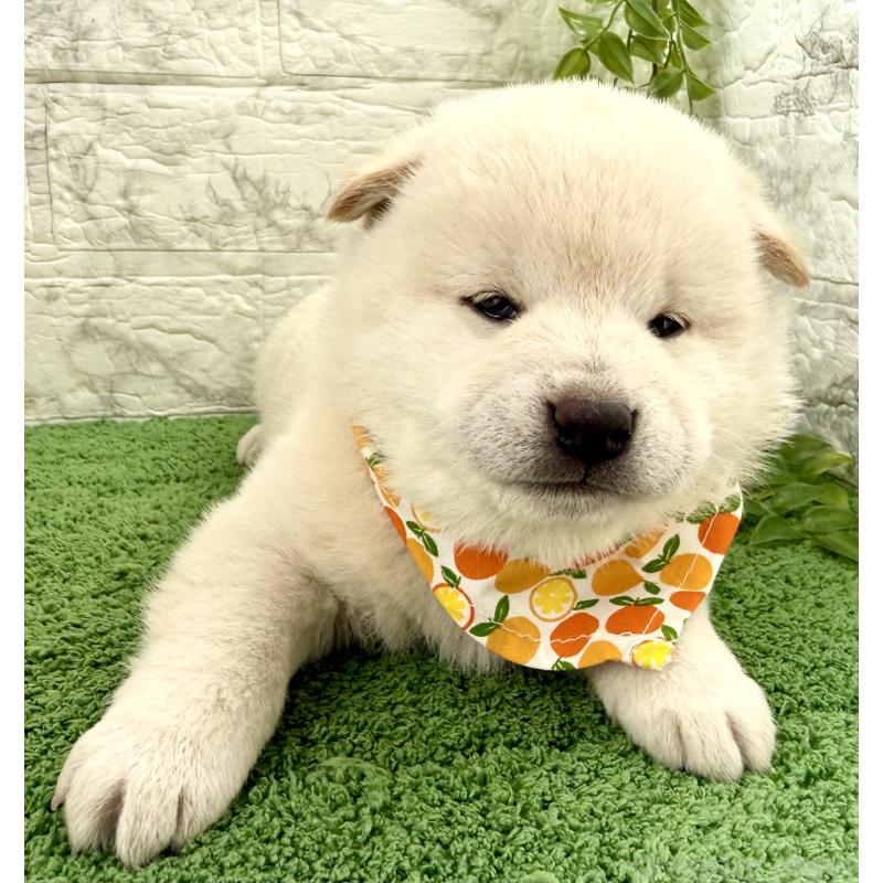 販売中の埼玉県の柴犬-424790の8枚目