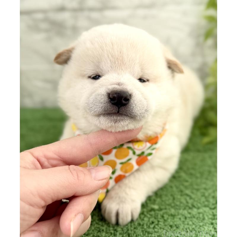 販売中の埼玉県の柴犬-424790の7枚目