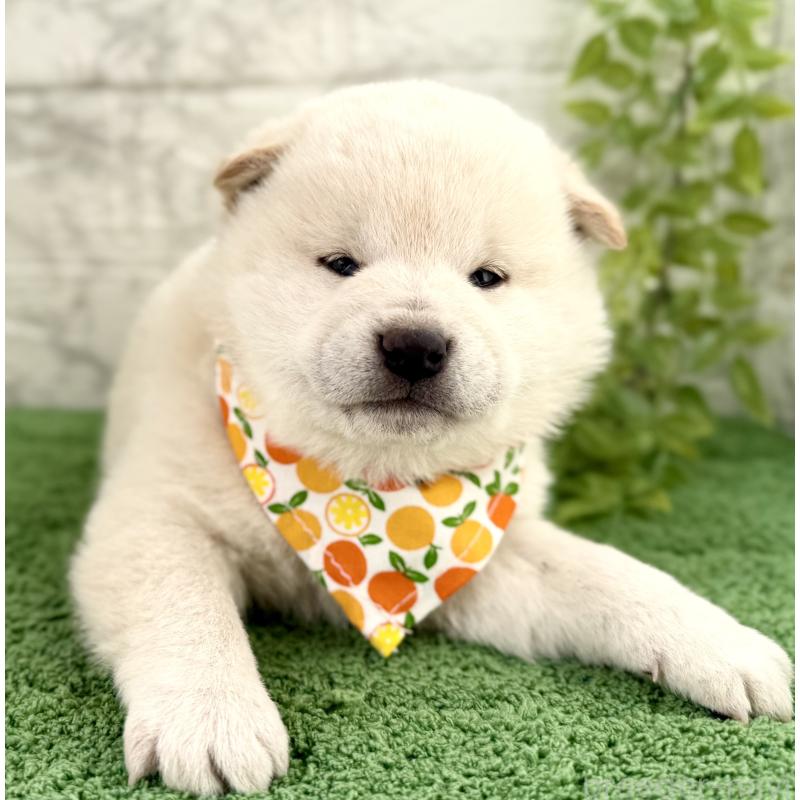 販売中の埼玉県の柴犬-424790の6枚目