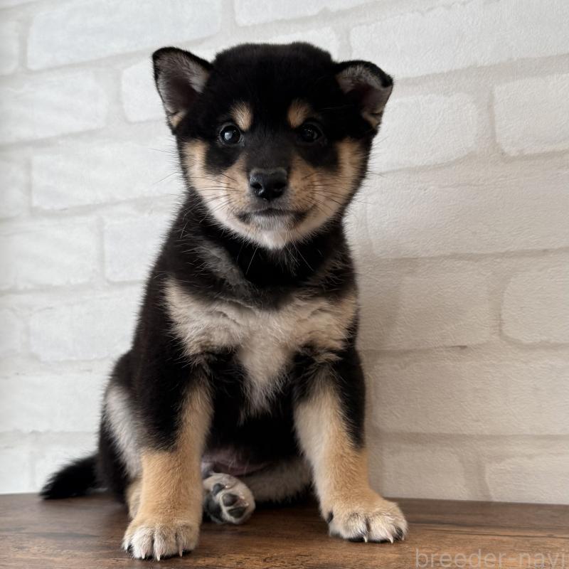 販売中の大阪府の柴犬-425830の8枚目