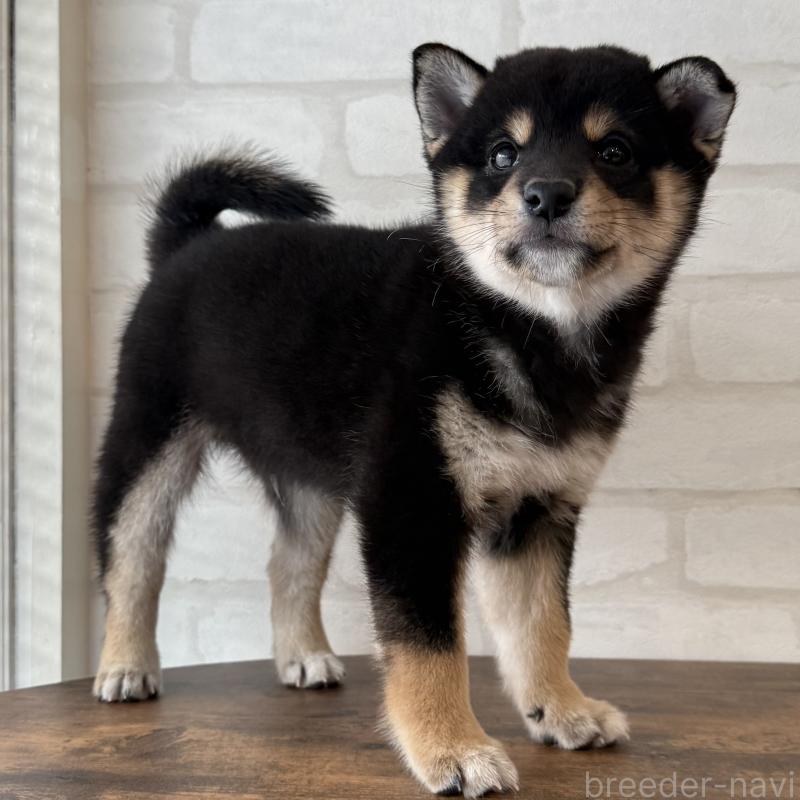 販売中の大阪府の柴犬-425830の7枚目