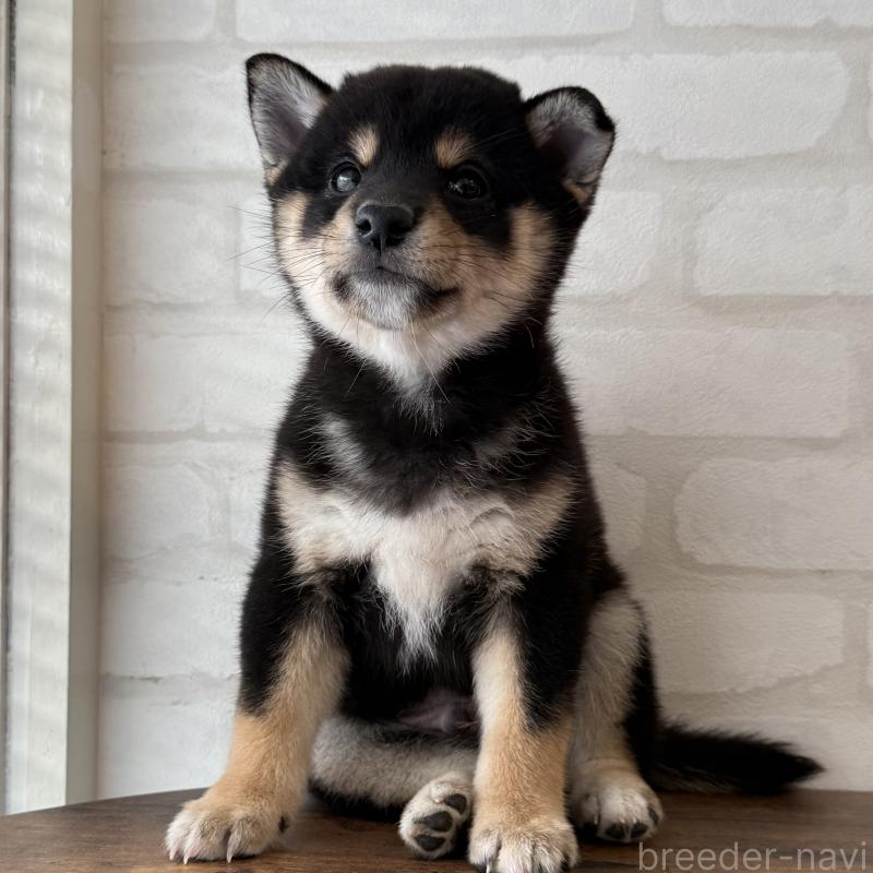 販売中の大阪府の柴犬-425830