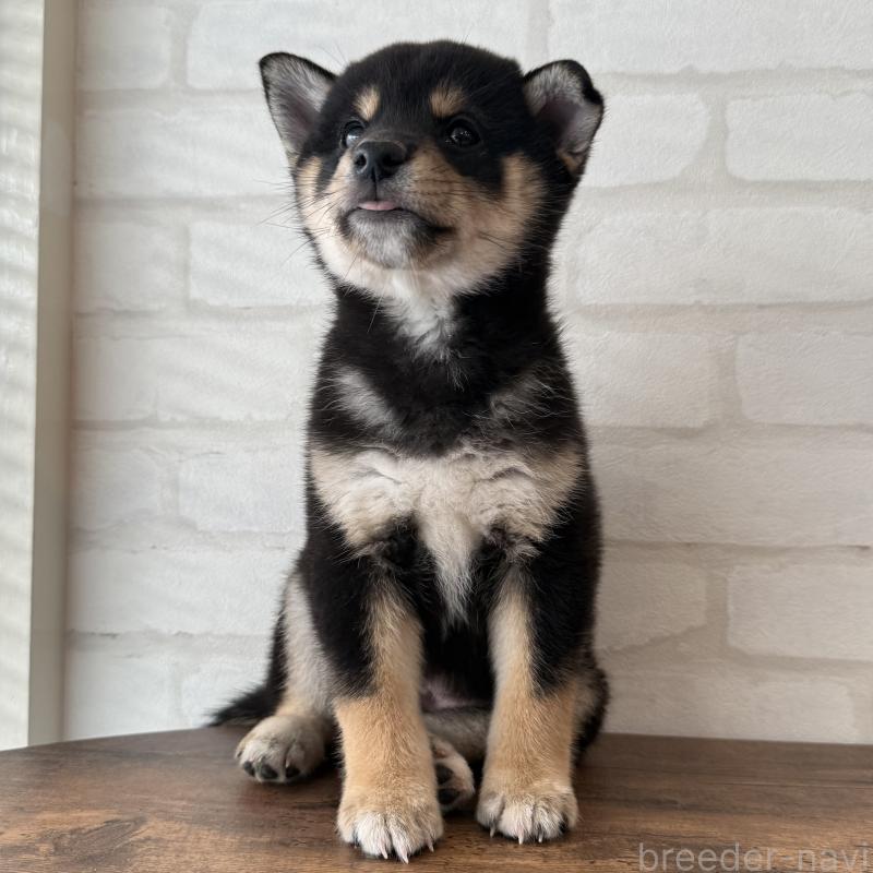 販売中の大阪府の柴犬-425830の6枚目