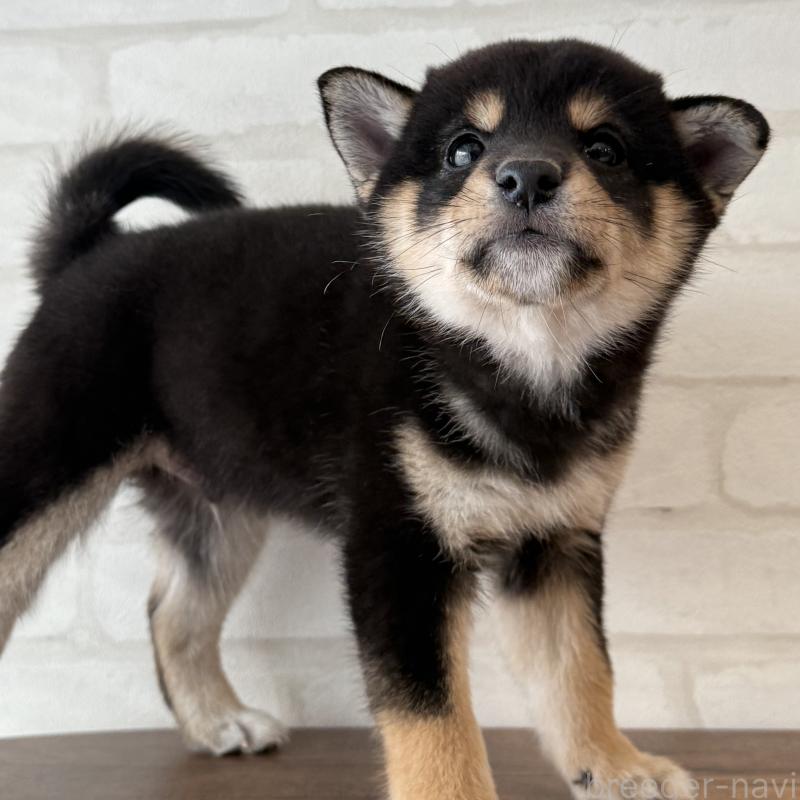 販売中の大阪府の柴犬-425830の5枚目