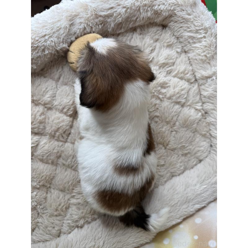 販売中の兵庫県のシーズー-425831の10枚目