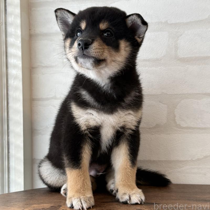 販売中の大阪府の柴犬-425830の3枚目