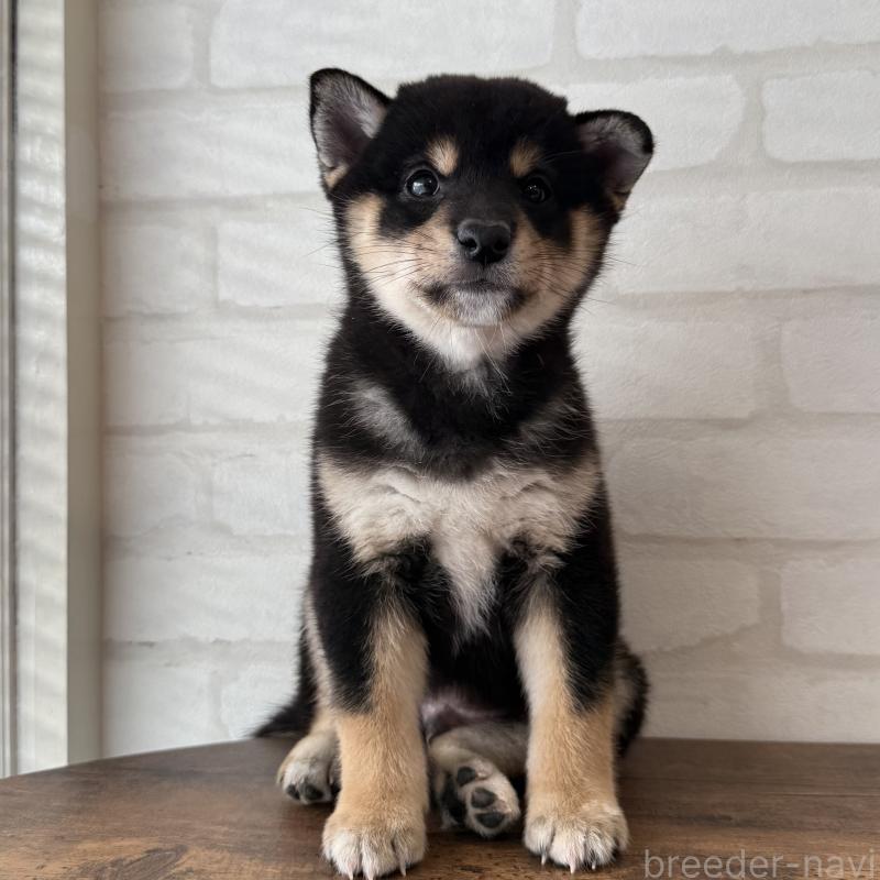 販売中の大阪府の柴犬-425830の2枚目