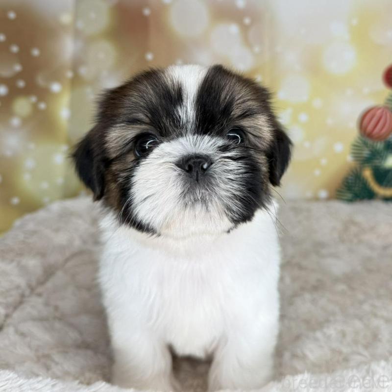 販売中の兵庫県のシーズー-425831の1枚目