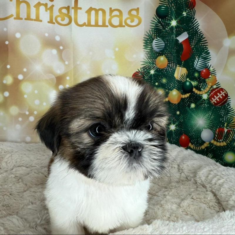 販売中の兵庫県のシーズー-425831の9枚目