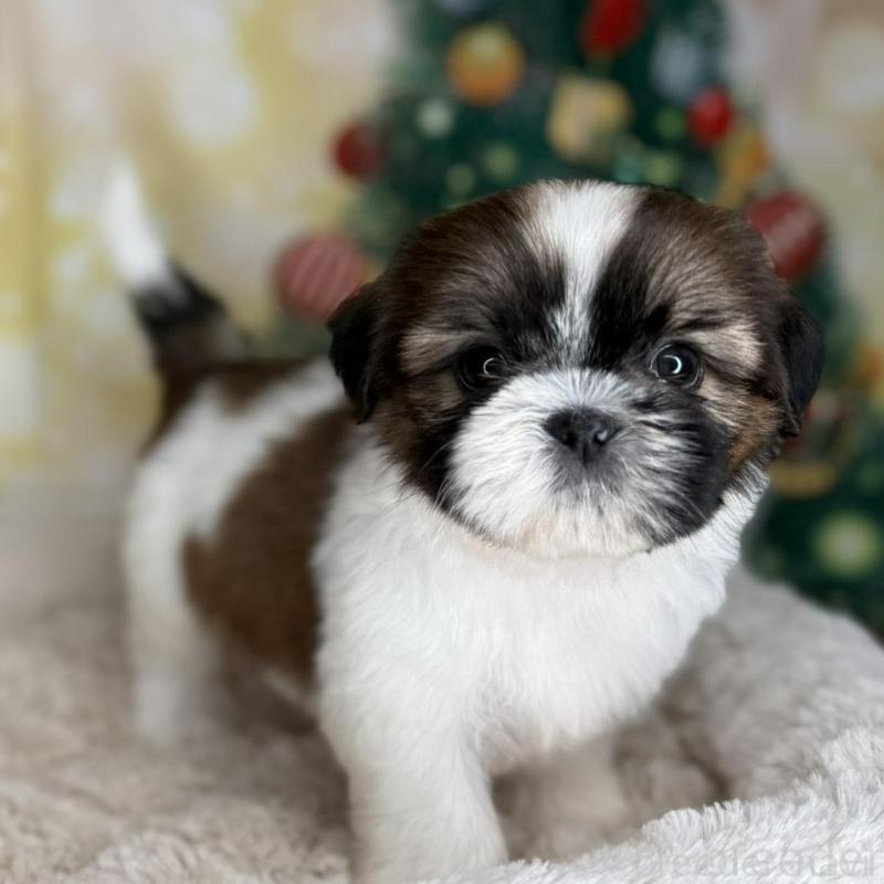 販売中の兵庫県のシーズー-425831の8枚目