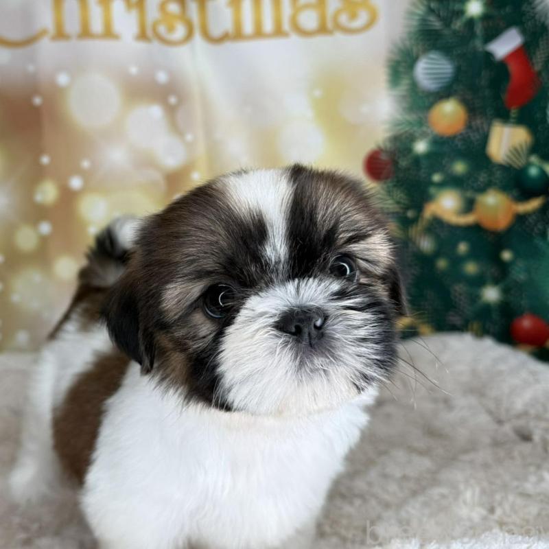 販売中の兵庫県のシーズー-425831の7枚目