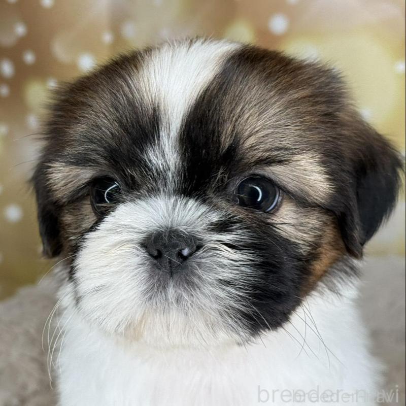 販売中の兵庫県のシーズー-425831の5枚目