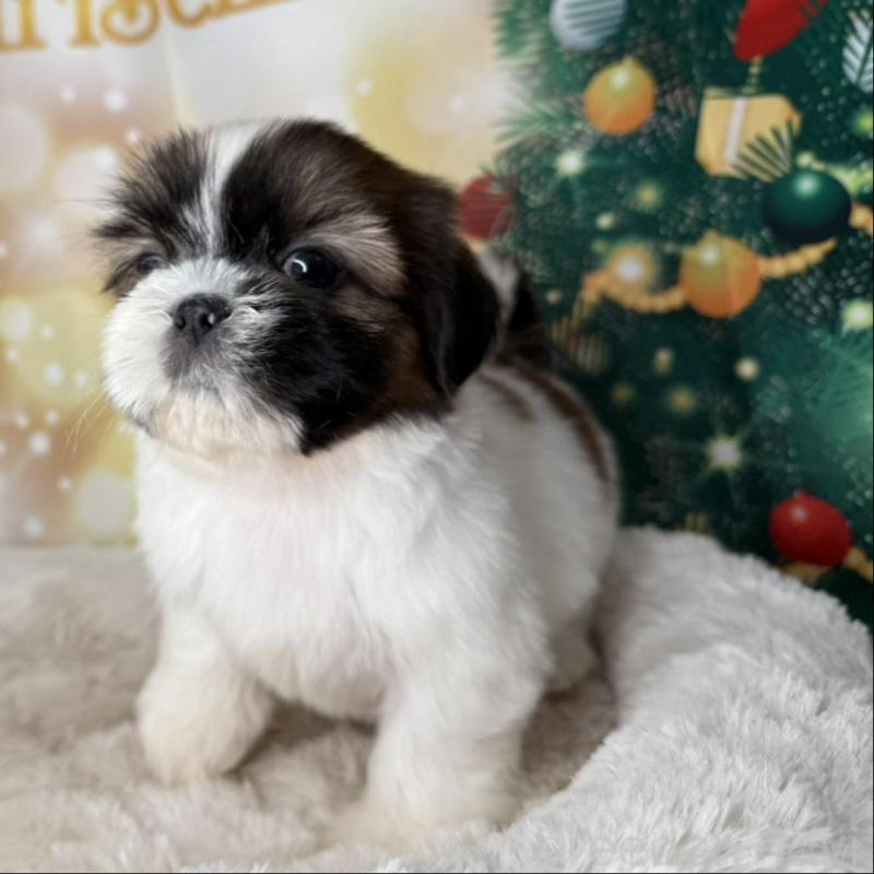 販売中の兵庫県のシーズー-425831の4枚目