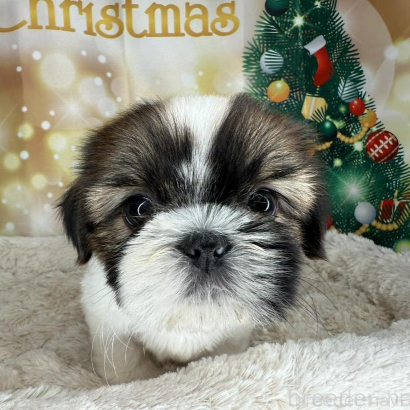 販売中の兵庫県のシーズー-425831の3枚目