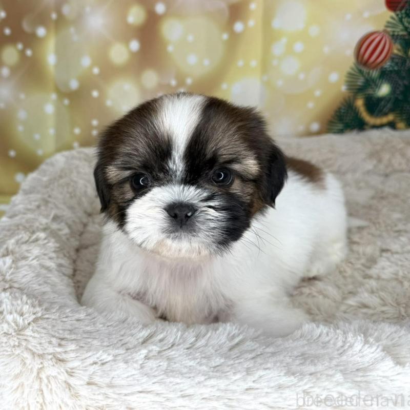 販売中の兵庫県のシーズー-425831の2枚目