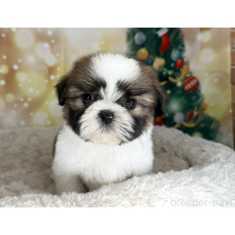 販売中の兵庫県のシーズー-425837の9枚目