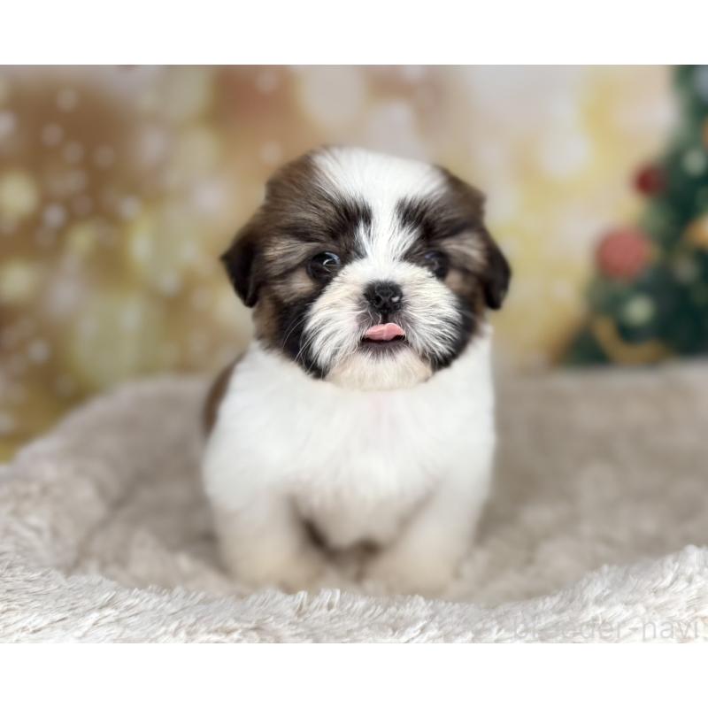 販売中の兵庫県のシーズー-425837の8枚目