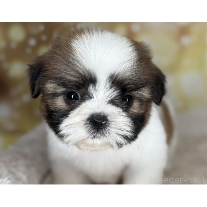 販売中の兵庫県のシーズー-425837の7枚目