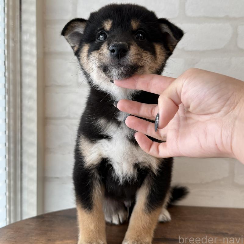 販売中の大阪府の柴犬-425832の1枚目