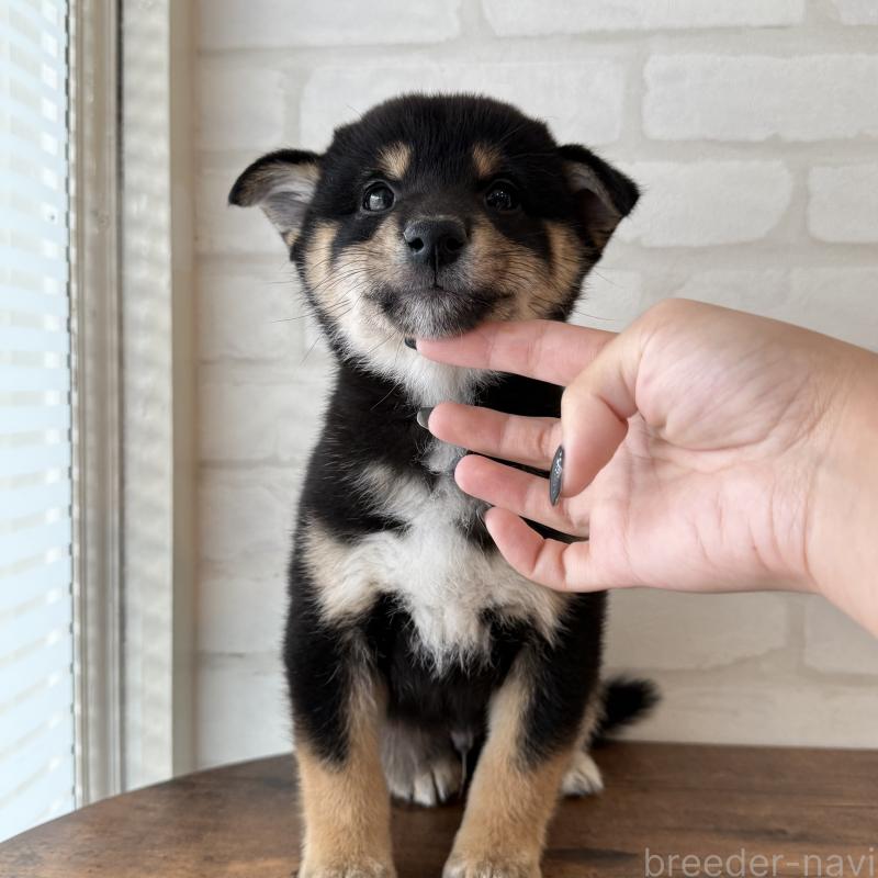 販売中の大阪府の柴犬-425832の8枚目