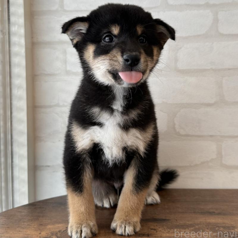 販売中の大阪府の柴犬-425832の7枚目