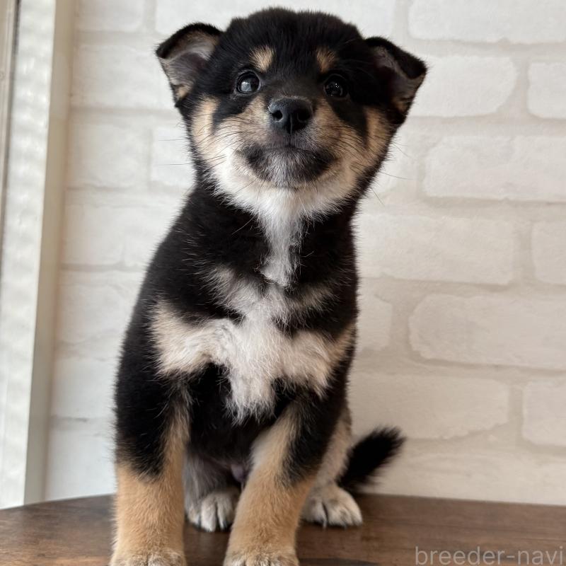 販売中の大阪府の柴犬-425832の6枚目