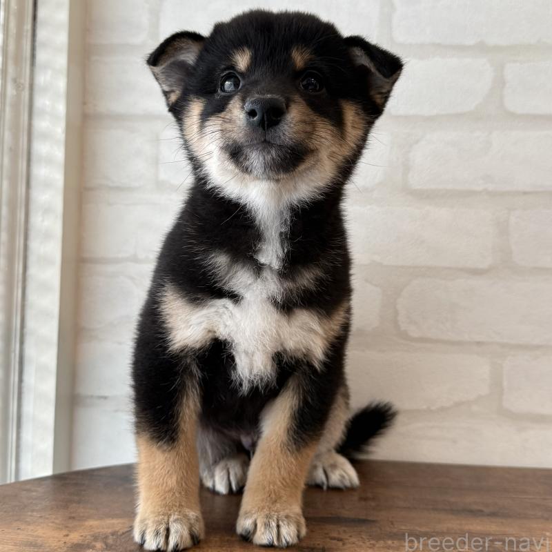 販売中の大阪府の柴犬-425832の5枚目