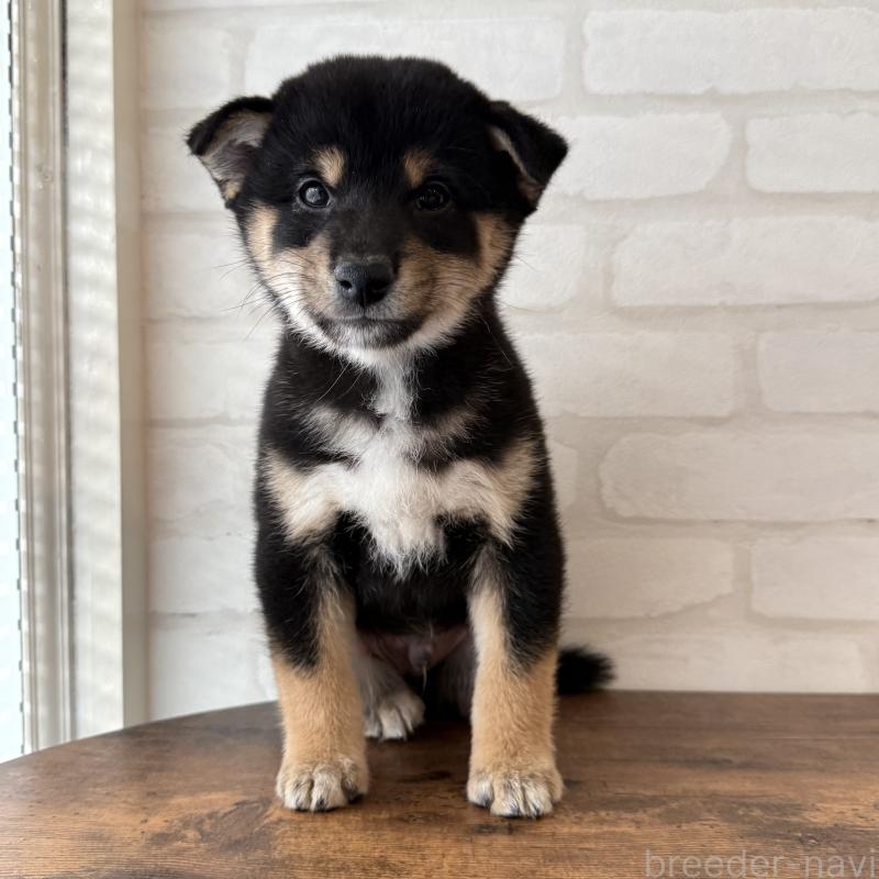 販売中の大阪府の柴犬-425832の4枚目