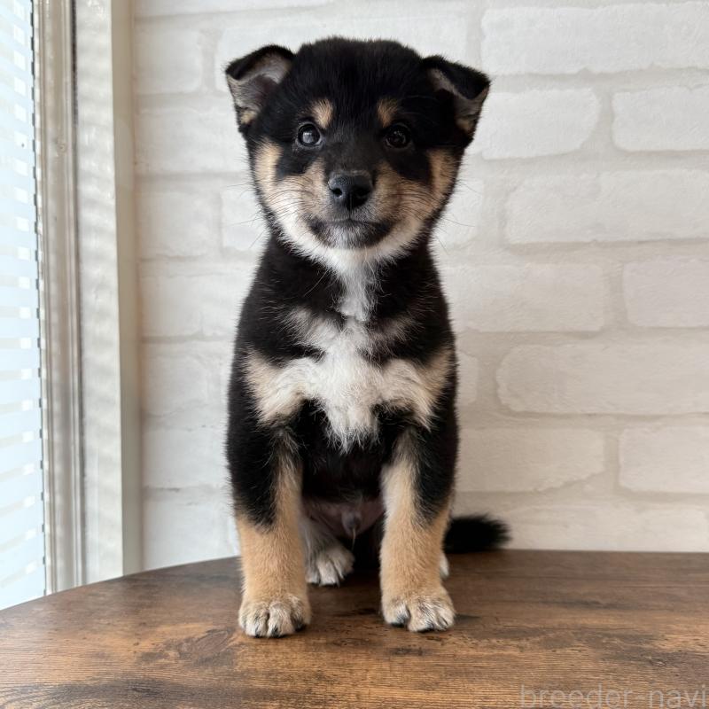 販売中の大阪府の柴犬-425832の2枚目