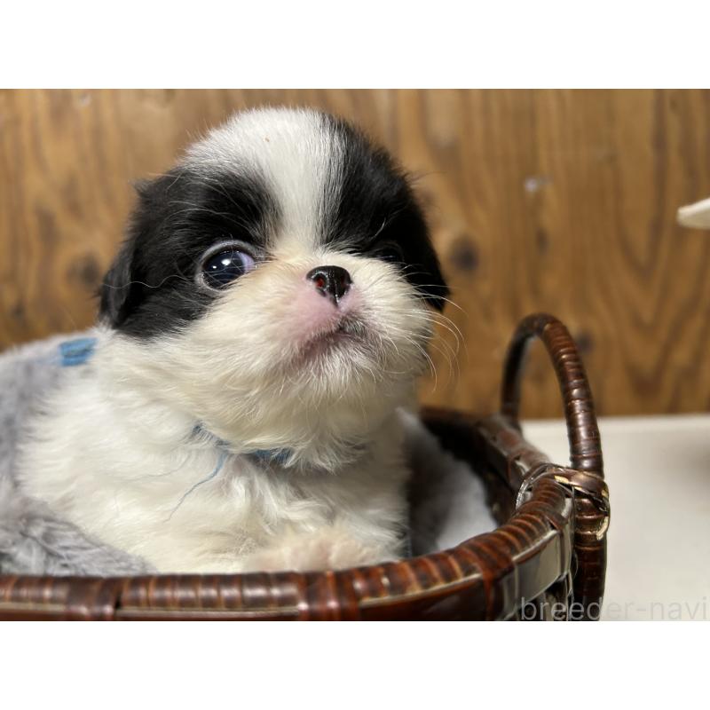 成約済の静岡県の狆 (チン)-424004の5枚目