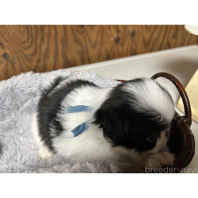 成約済の静岡県の狆 (チン)-424004の4枚目