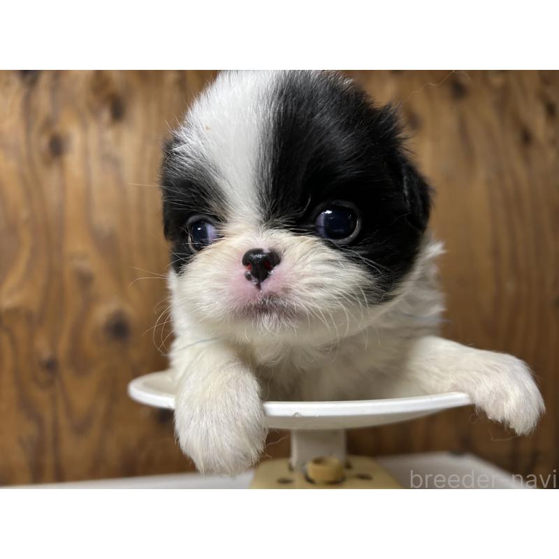 成約済の静岡県の狆 (チン)-424004の3枚目